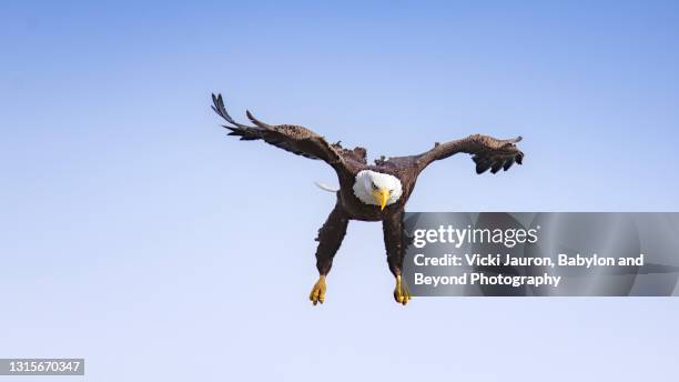 intense bald eagle coming in to grab a fish at conowingo dam, maryland - eagle funny stock pictures, royalty-free photos & images