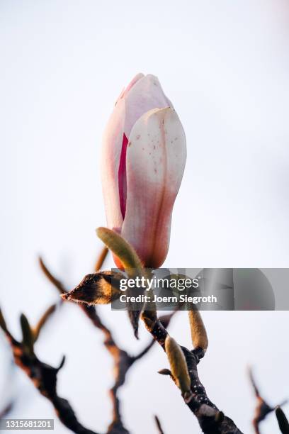 magnolienbaum im frühling - magnolienbaum stock pictures, royalty-free photos & images