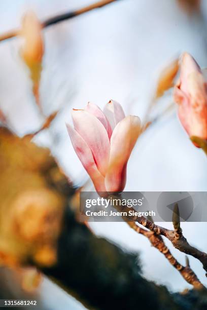 magnolienbaum im frühling - magnolienbaum stock pictures, royalty-free photos & images