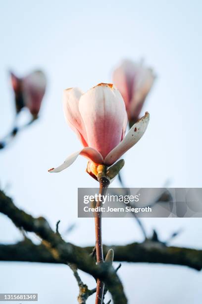 magnolienbaum im frühling - magnolienbaum stock pictures, royalty-free photos & images