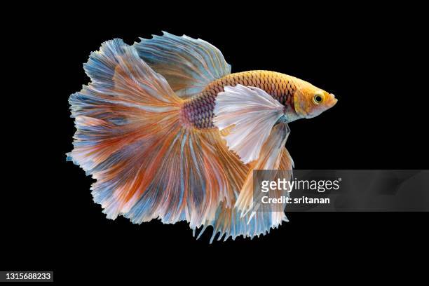 colorful with main color of white and yellow betta elephant ear fish, siamese fighting fish was isolated on black background - siamese fighting fish fotografías e imágenes de stock