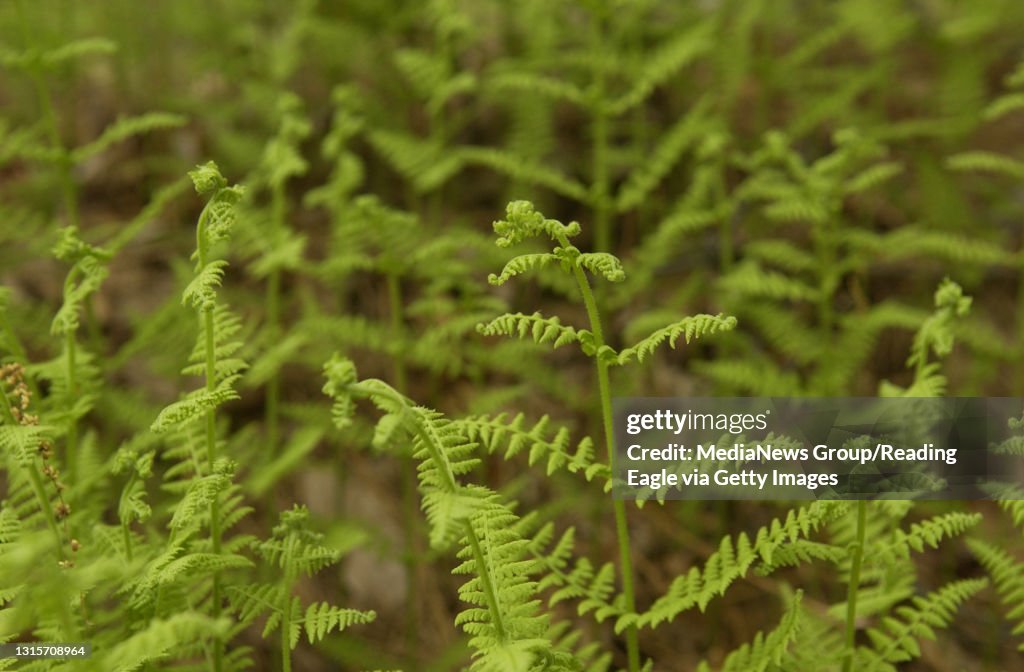 5/16/05 photo Ryan McFadden 200501277 Lifestyle: Ferns at Hawk Mtn Native Plant Garden; Hay Scented Fern, these stilling opening up
