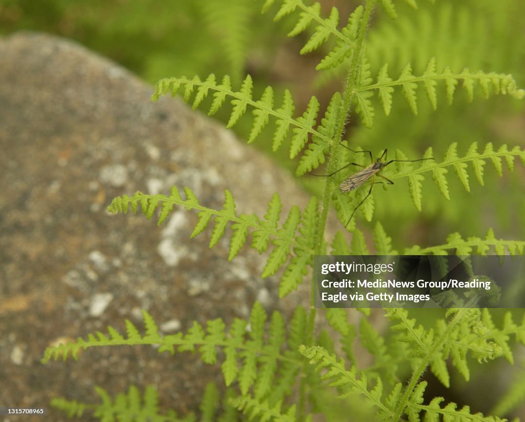 5/16/05 photo Ryan McFadden 200501277 Lifestyle: Ferns at Hawk Mtn Native Plant Garden; Hay Scented Fern, with unknown bug
