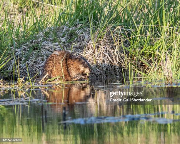Muskrat Invasive Muskrat Photos Photos et images de collection - Getty Images
