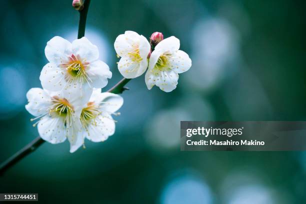 white plum blossoms - prunus mume fotografías e imágenes de stock