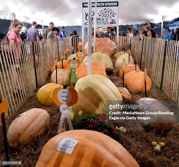 The prize winning pumpkins are on display at the Oley Valley Community Fair including the record breaking entry of Terry Lash at 1233 pounds . Oley...