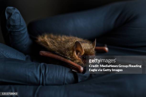 Stephanie Stronsick, founder and president of Pennsylvania Bat Rescue, holds a tri-colored bat, also known as the Eastern Pipistrelle, in Mertztown...