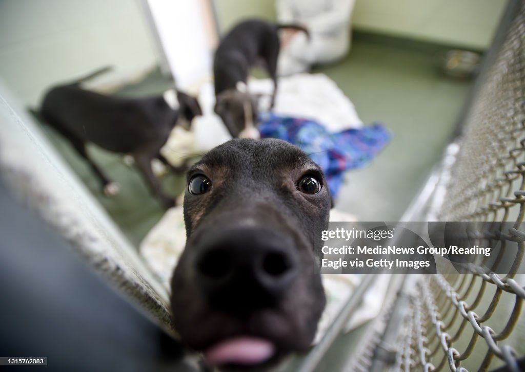 Leonard, a 5-month-old hound mix afflicted with canine parvovirus is pictured in quarantine with his two brothers. Four of the five puppies brought in are still fighting off the virus, one died. The three brothers are quickly on the mend and will be avail