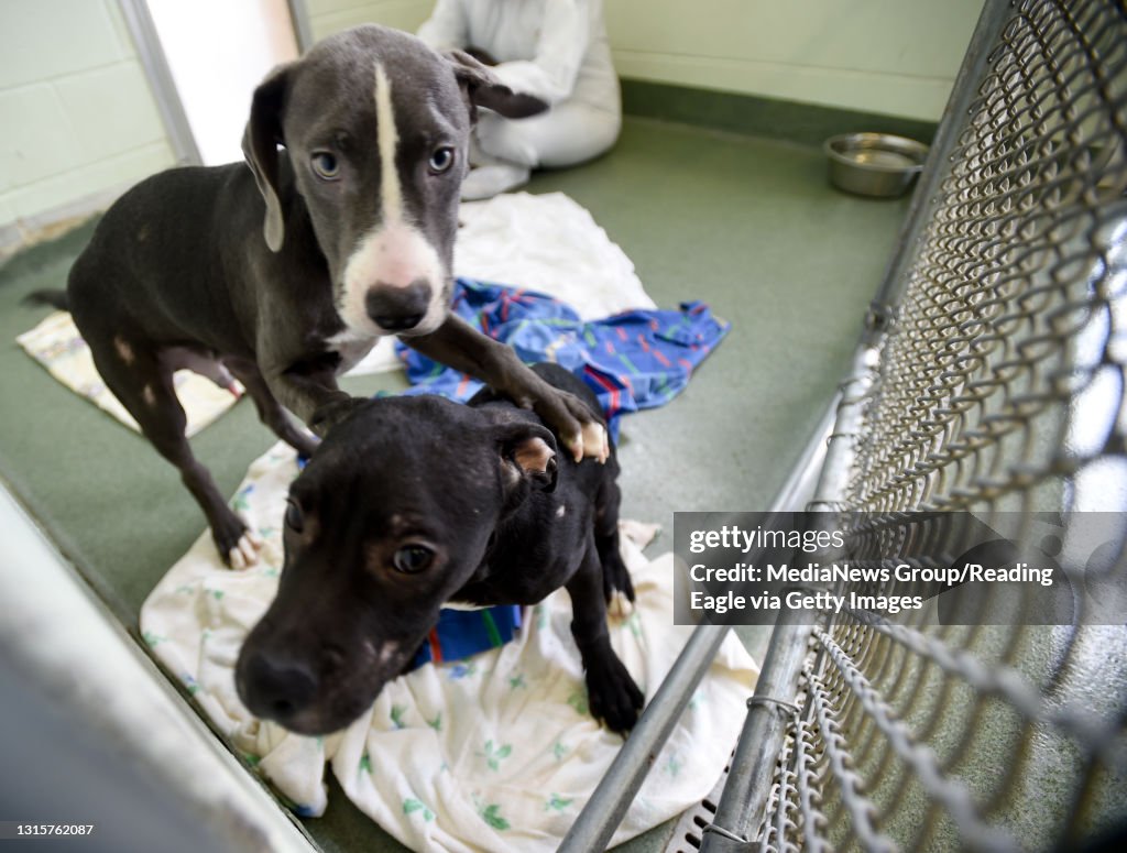 Frazier, top, and Leonard, 5-month-old hound mix puppies afflicted with canine parvovirus are pictured in quarantine. Four of the five puppies brought in are still fighting off the virus, one died. The three brothers are quickly on the mend and will be av