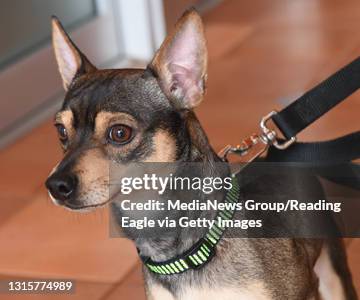 Pets of the week Humane Society of Berks County. Pet, Romeo, 2 year old NM, Chihuahua mix. 2/14/17 photo by Tim Leedy