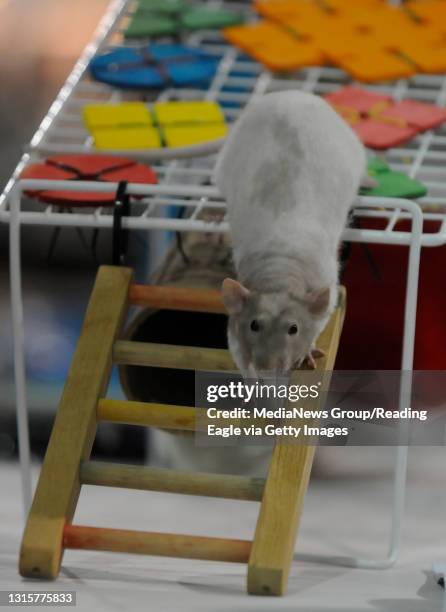 Exhibit Design Rats 148 Greater Reading Expo Center Stock Photos, High-Res Pictures, and ...