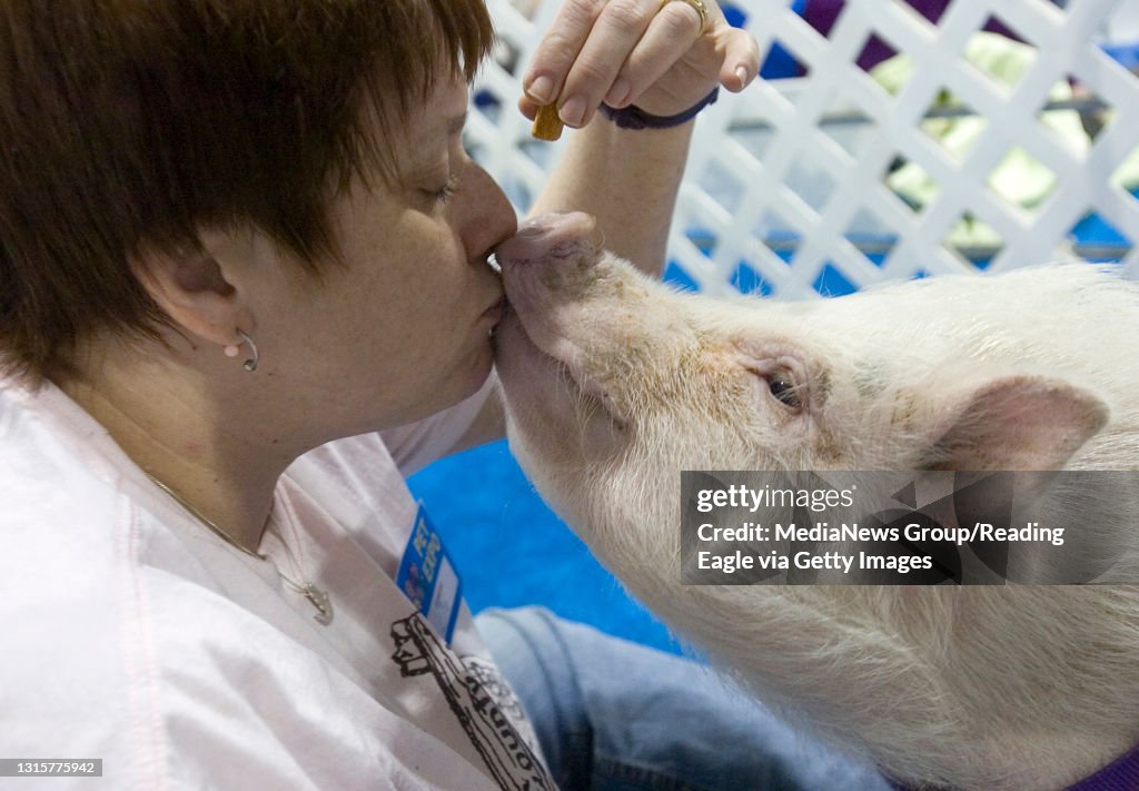Floyd, a Vietnamese pot belly pig, gives owner Elizabeth J. Yanoski, of Nesquehoning, Carbon County, a kiss for a treat during the Pet Expo beind held at the Greater Reading Expo Center.Photo By Jeremy Drey3/18/2007200700584