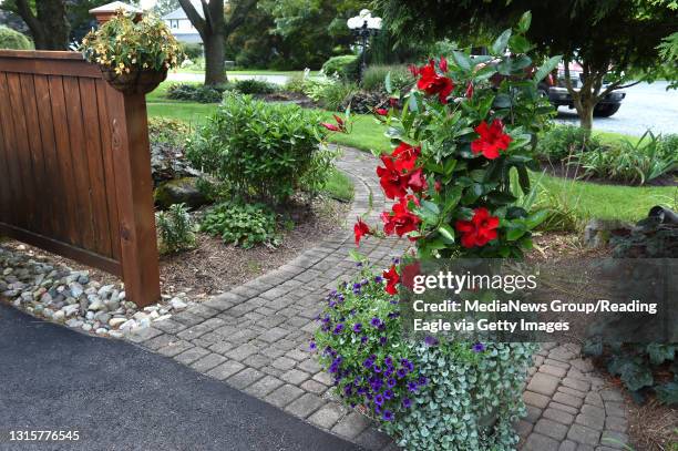 The pathway at the front pavement is adorned with Mandevilla. The garden layout on the property of Dennis and Kathleen Petrie of Maxatawny Township...