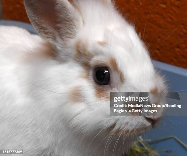 Patchy Rabbits 175 Eagle Patches Stock Photos, High-Res Pictures, and Images - Getty ...