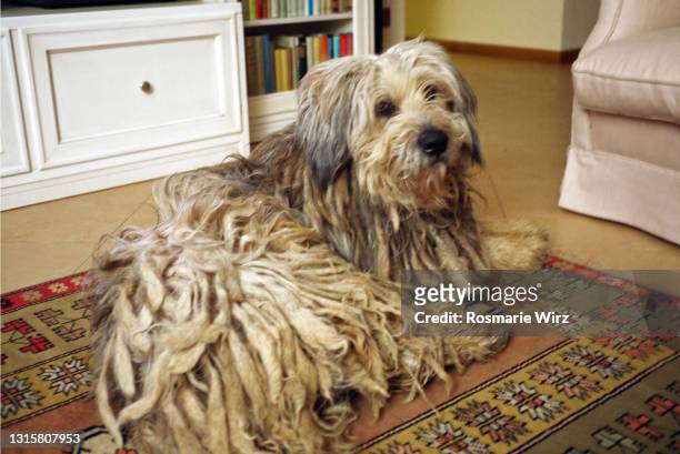 bergamasco sheepdog on persian rug - shaggy fur stock-fotos und bilder