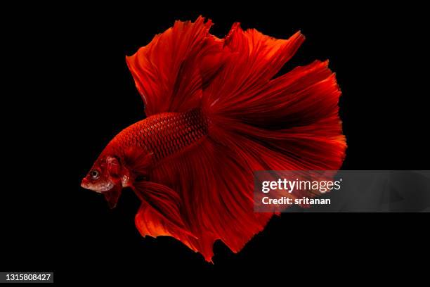red siamese betta fighting fish action with swim to move body in fresh water also look aggressive - siamese fighting fish stock pictures, royalty-free photos & images