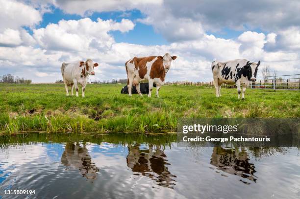 cows on a green grass field next to the river - friesland noord holland stock-fotos und bilder