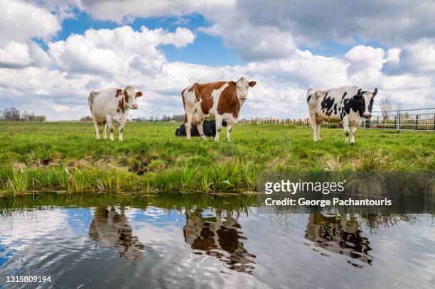 cows on a green grass field next to the river - friesland noord holland imagens e fotografias de stock