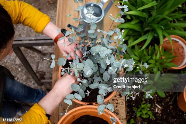 mujer trabajando en el jardín, macetas un árbol de eucalipto - árbol de eucalipto fotografías e imágenes de stock
