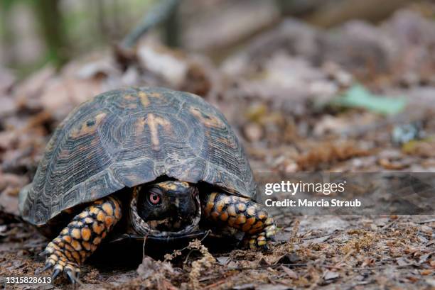 box turtle walking in the woods - box turtle fotografías e imágenes de stock