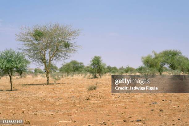 the enchanting beauty of the burkina faso's natural landscape. sahel region of burkina faso. - sahel foto e immagini stock