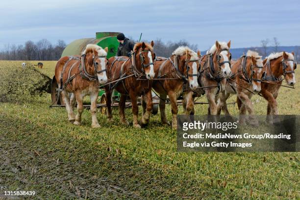 Boy plows a field with his six draft horses and two dogs along Horseshoe Pike, which is also Route 322, between Pleasent View and Suplee roads in...