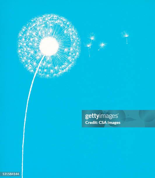 ilustraciones, imágenes clip art, dibujos animados e iconos de stock de dandelion gone to seed - diente de león