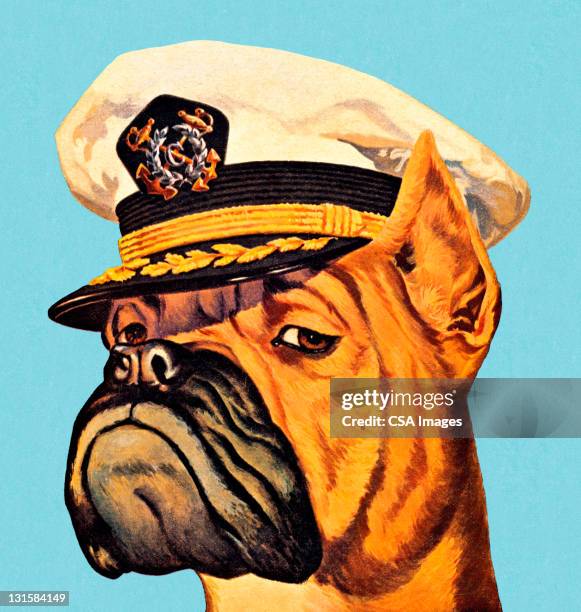 stockillustraties, clipart, cartoons en iconen met boxer dog wearing captian hat - boxer vintage