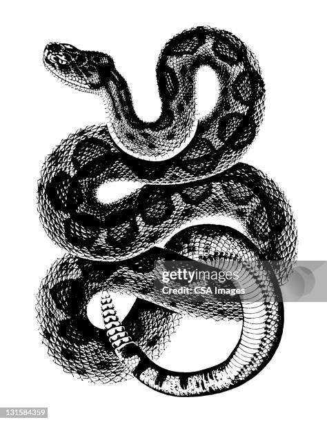 rattlesnake - curling stock illustrations