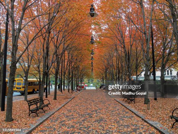 beautiful fall color in downtown manhattan in new york - manhattan autumn stock-fotos und bilder