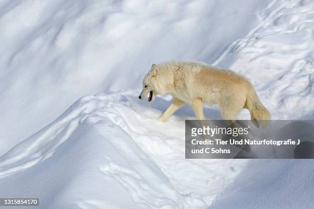 arctic wolf, white wolf, polar wolf, (canis lupus arctos), adult in winter in snow searching for food, montana, north america, usa - arctic wolf 個照片及圖片檔