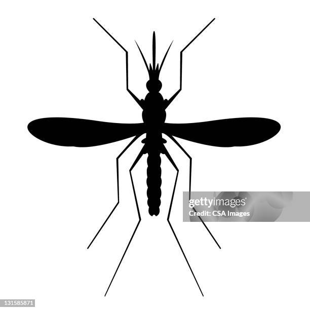 illustrazioni stock, clip art, cartoni animati e icone di tendenza di mosquito silhouette - animale nocivo