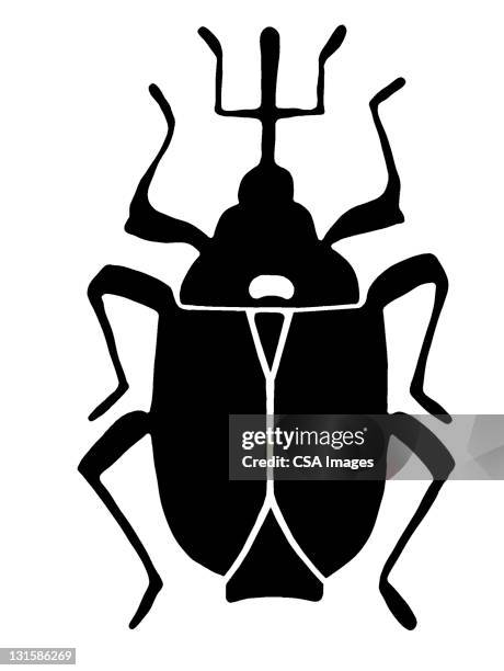 large beetle - beetle stock illustrations