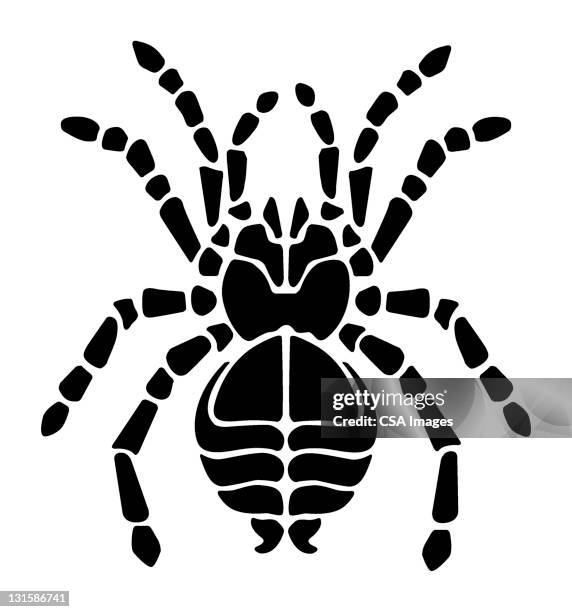 spider - tarantula stock illustrations