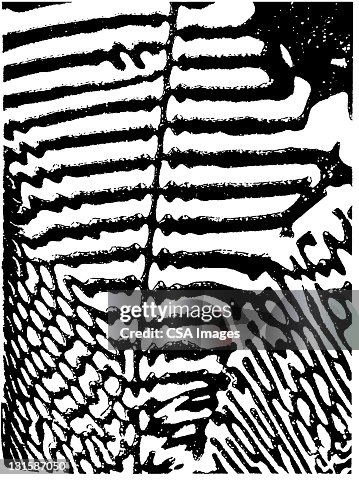 Zebra Pattern Zebra Pattern