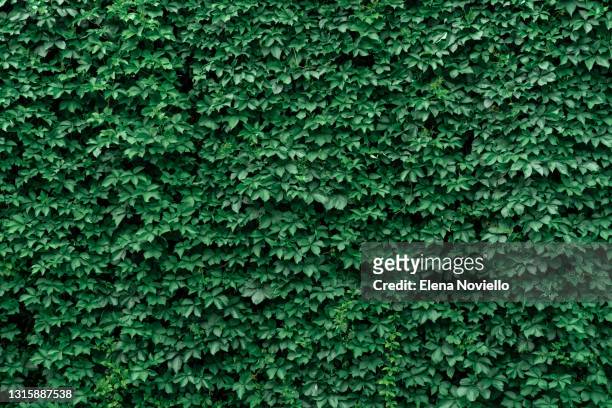 background of green wall grape leaves. hedge - english ivy stock pictures, royalty-free photos & images