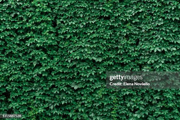 background of green wall grape leaves. hedge - tree ivy stock pictures, royalty-free photos & images