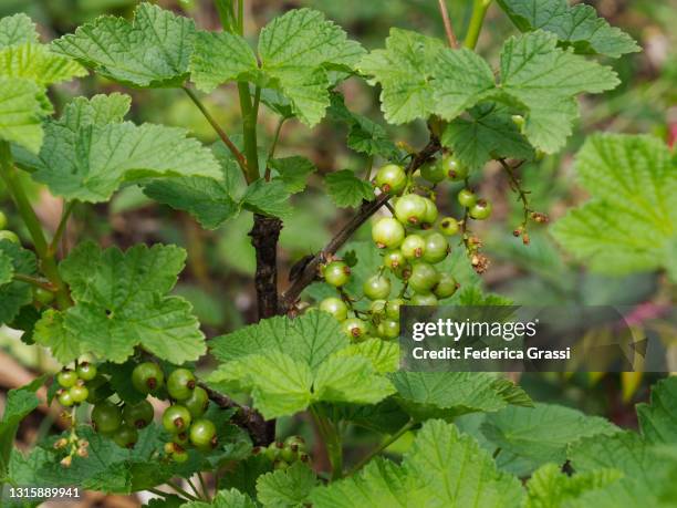 Native Alpine Currant 13 Alpine Currant Stock Photos, High-Res Pictures, and Images - Getty ...