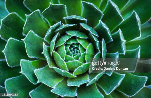 succulent close-up - leaves spiral stock pictures, royalty-free photos & images