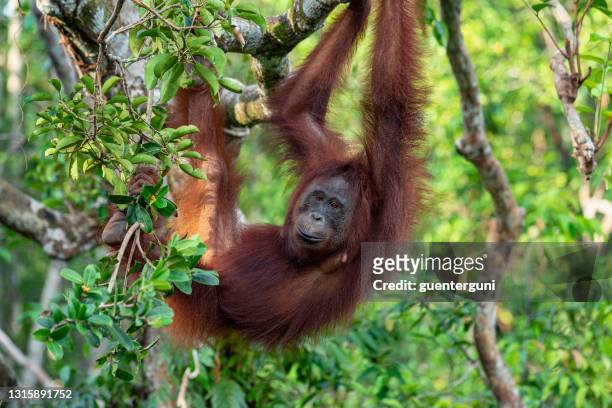 orang utan na floresta tropical de bornéu, vida selvagem baleada - orangotango de bornéu - fotografias e filmes do acervo