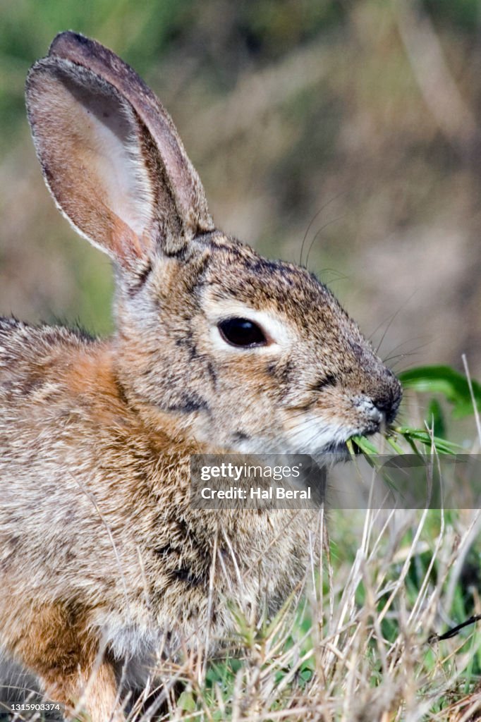 White-Tailed Jackrabbit eating close-up