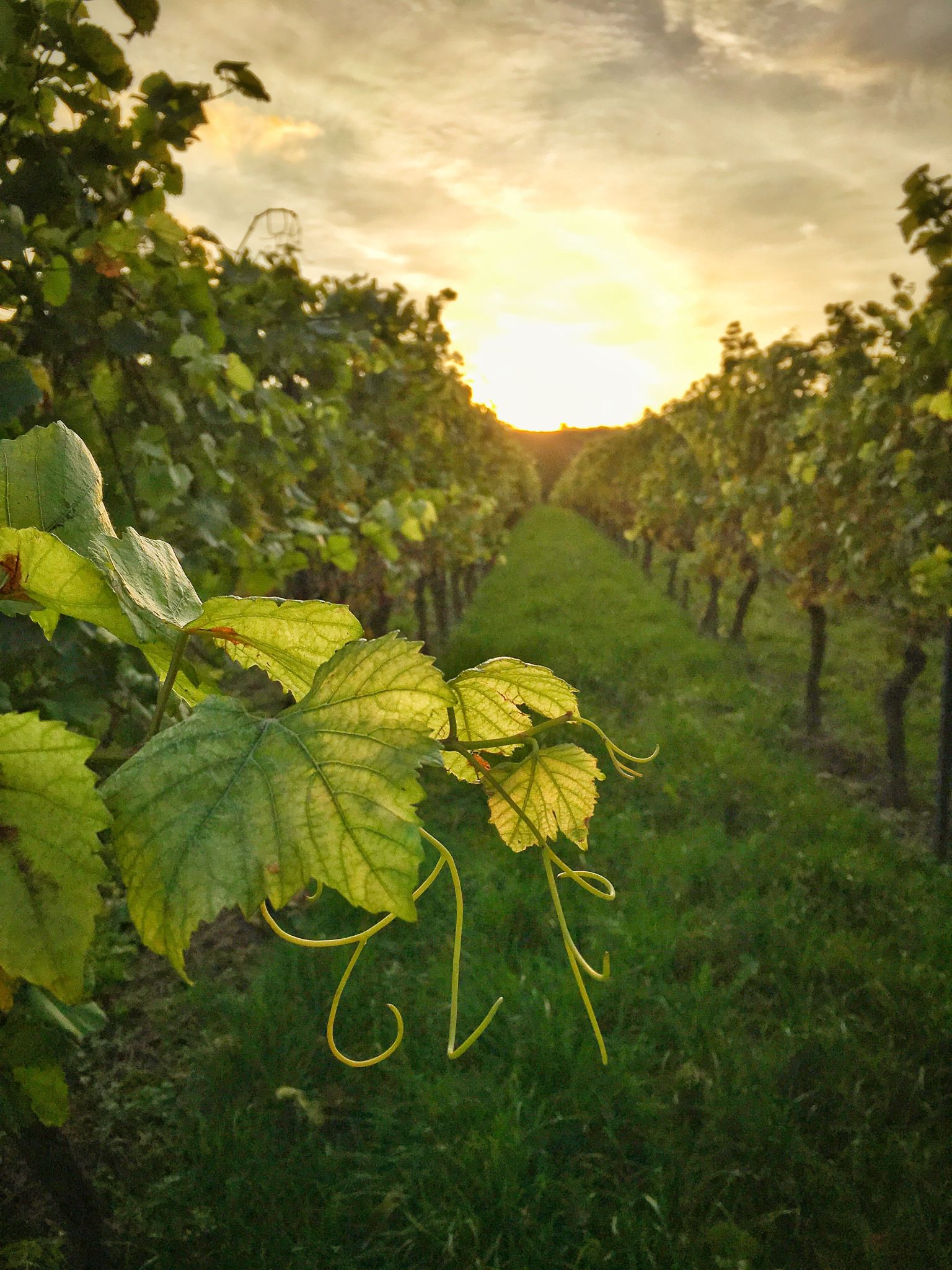 grapevines closeup