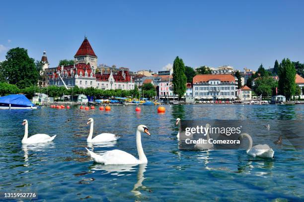 swans - geneva switzerland stock pictures, royalty-free photos & images