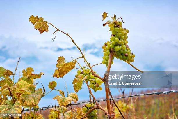 close-up of winter grape at lavaux vineyards, switzerland - kanton waadt stock-fotos und bilder