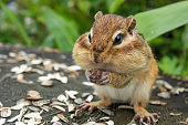Chipmunk with sunflower seeds in its mouth