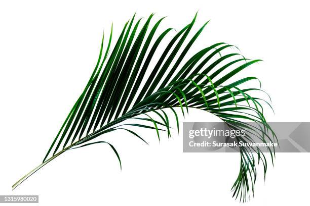 palm leaves the green leaves of palm trees rests on white background. - coconut white background stockfoto's en -beelden