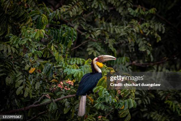wreathed hornbill (rhyticeros undulatus) perching on tree - hornbill stock pictures, royalty-free photos & images