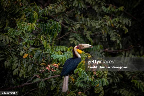 wreathed hornbill (rhyticeros undulatus) perching on tree - birds indonesia stock pictures, royalty-free photos & images