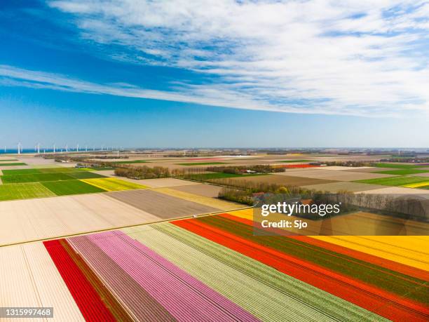 tulips growing in agricutlural fields with wind turbines in the background during springtime seen from above - agricultural field drone stock pictures, royalty-free photos & images