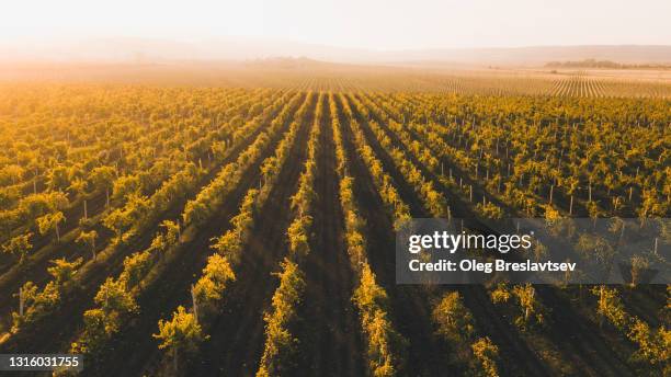 drone aerial view of australian vineyards in golden autumn sunset color - winery landscape stock pictures, royalty-free photos & images